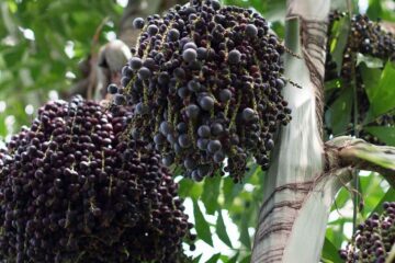 bacche di acai