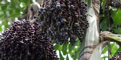 bacche di acai