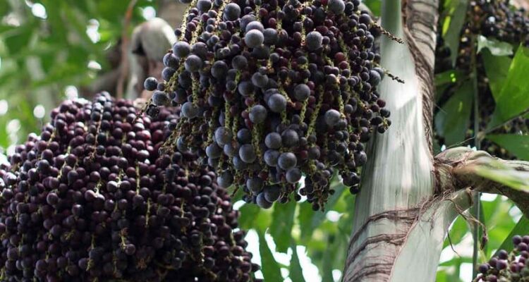 bacche di acai